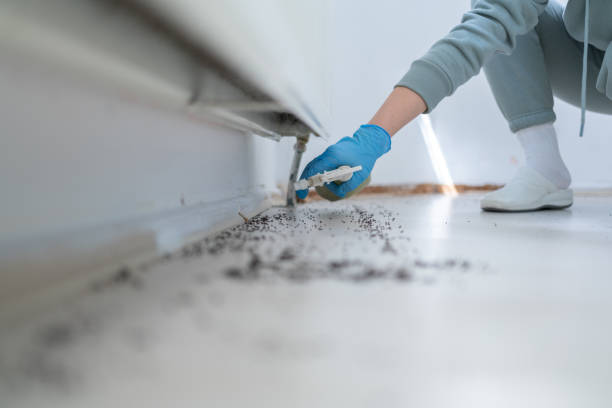 Flea Control Services in Mount Zion, GA